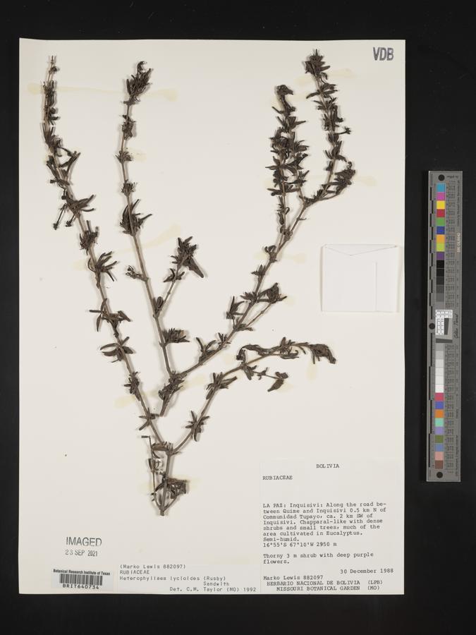 Heterophyllaea image