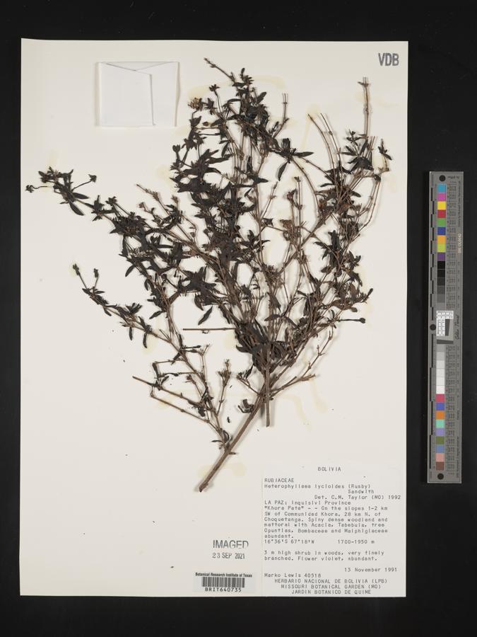 Heterophyllaea image