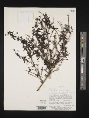 Heterophyllaea lycioides image