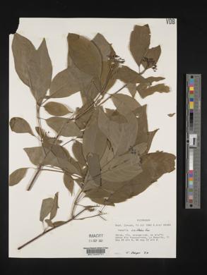 Hamelia axillaris image