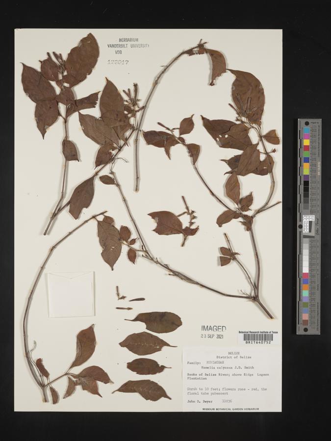 Hamelia calycosa image