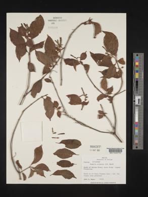 Hamelia calycosa image