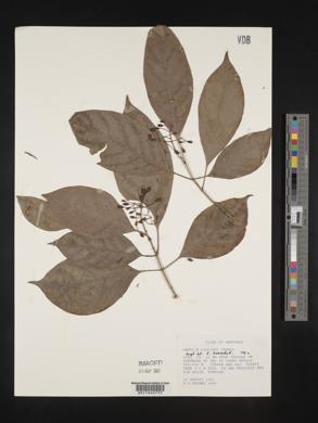 Hamelia longipes image