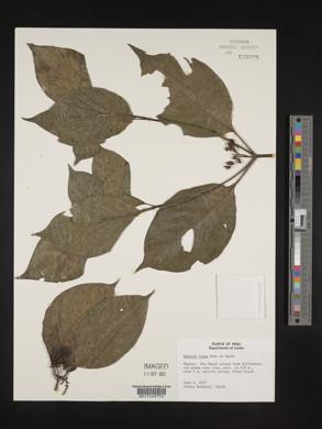 Hamelia axillaris image
