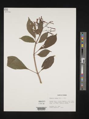 Hamelia patens image