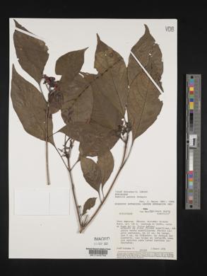 Hamelia patens image