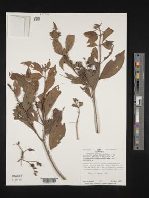 Hamelia patens image