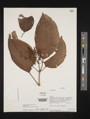 Hamelia xerocarpa image