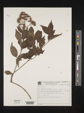 Machaonia brasiliensis image