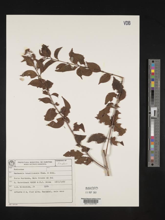 Machaonia brasiliensis image
