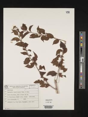 Machaonia brasiliensis image