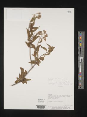 Machaonia brasiliensis image