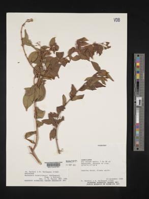 Machaonia brasiliensis image