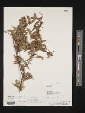 Machaonia brasiliensis image