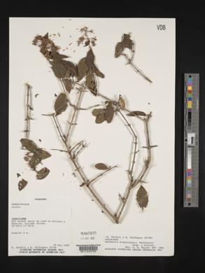 Machaonia brasiliensis image