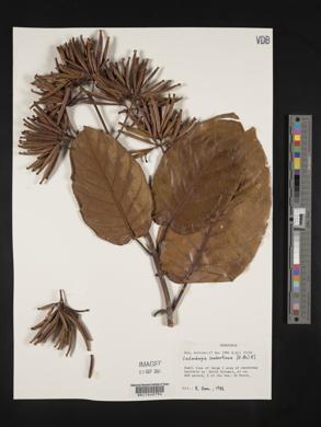 Ladenbergia lambertiana image