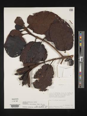 Media resource of Ladenbergia macrocarpa