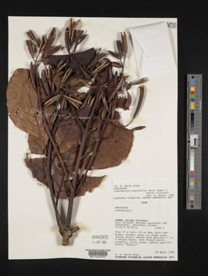 Ladenbergia oblongifolia image