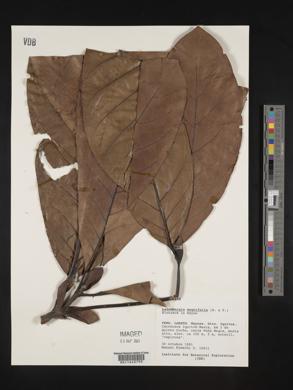 Ladenbergia oblongifolia image