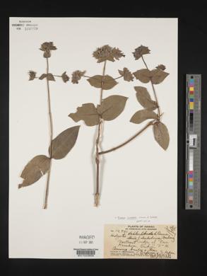 Kadua cordata image