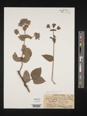 Kadua cordata image