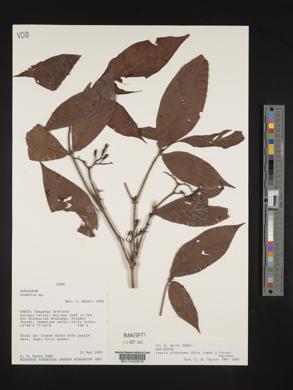 Joosia dichotoma image
