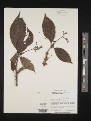 Joosia umbellifera image