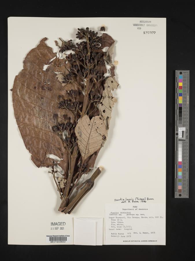 Isertia laevis image