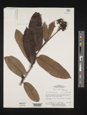 Isertia parviflora image