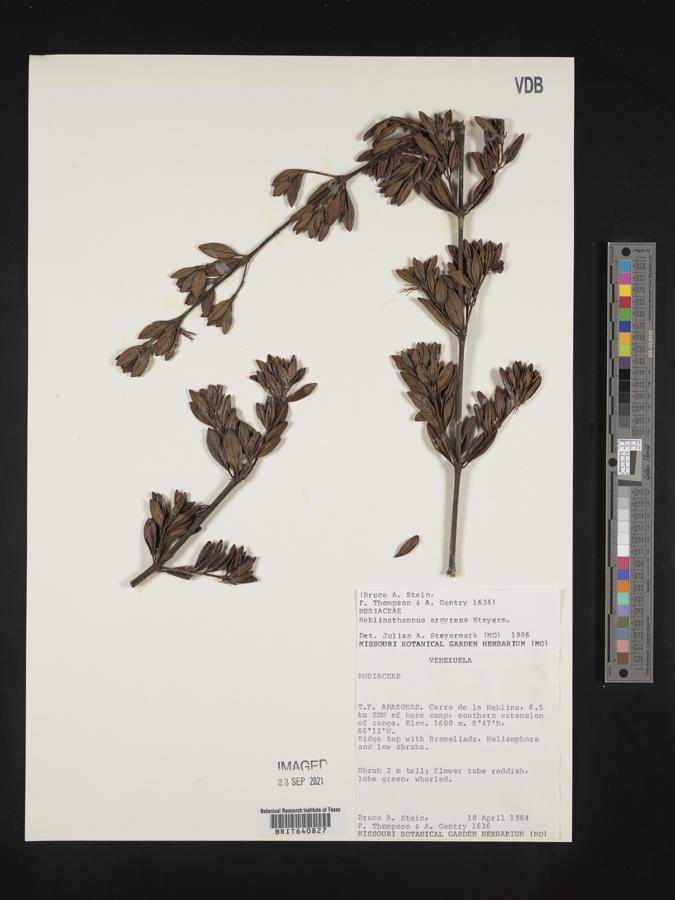 Neblinathamnus image