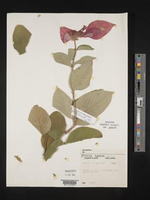 Image Associated With the Occurence