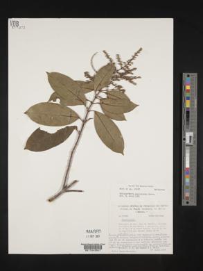 Media resource of Molopanthera paniculata