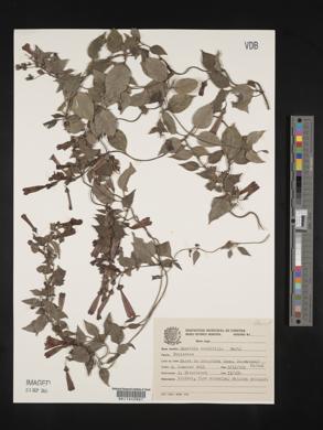 Manettia cordifolia image