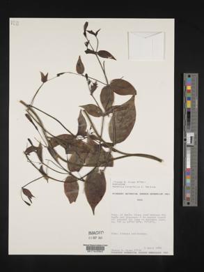 Manettia cordifolia image