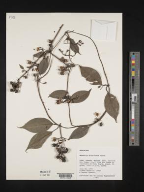 Manettia divaricata image