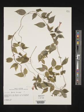 Manettia flexilis image