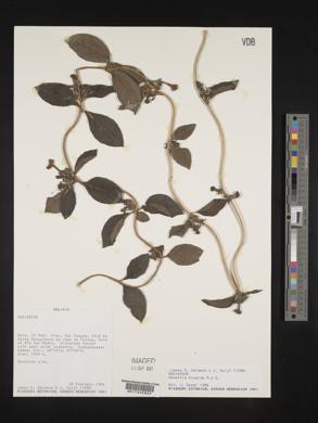 Media resource of Manettia hispida