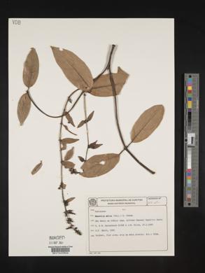 Media resource of Manettia mitis