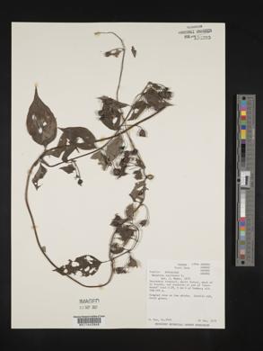 Manettia reclinata image
