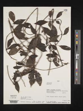 Manettia reclinata image
