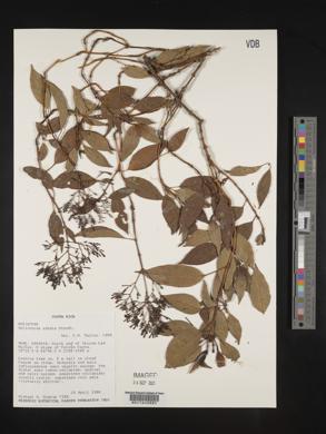 Media resource of Palicourea adusta