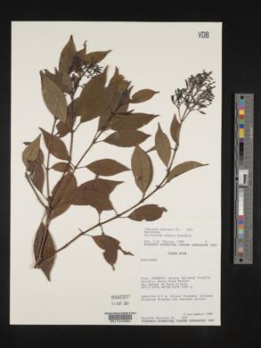 Palicourea adusta image