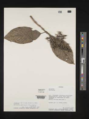 Palicourea amethystina image