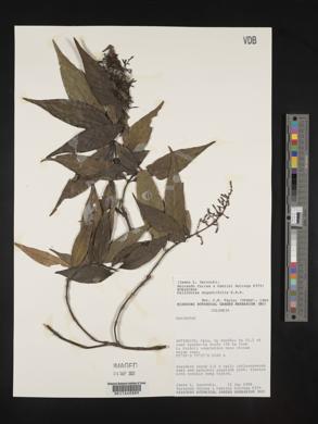 Palicourea angustifolia image