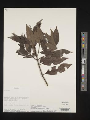 Palicourea angustifolia image