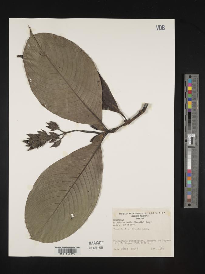 Palicourea bella image