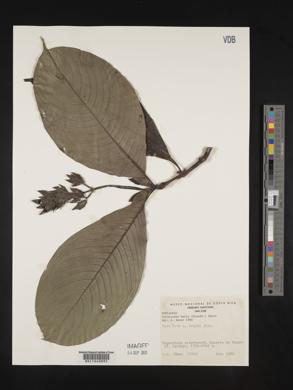 Media resource of Palicourea bella