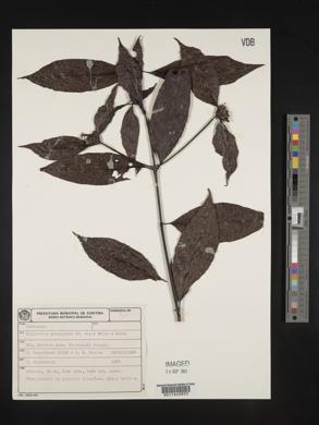 Psychotria brachypoda image