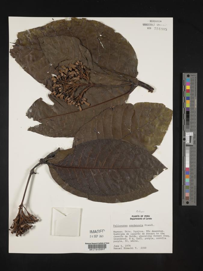 Palicourea lasiantha image