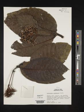 Palicourea lasiantha image